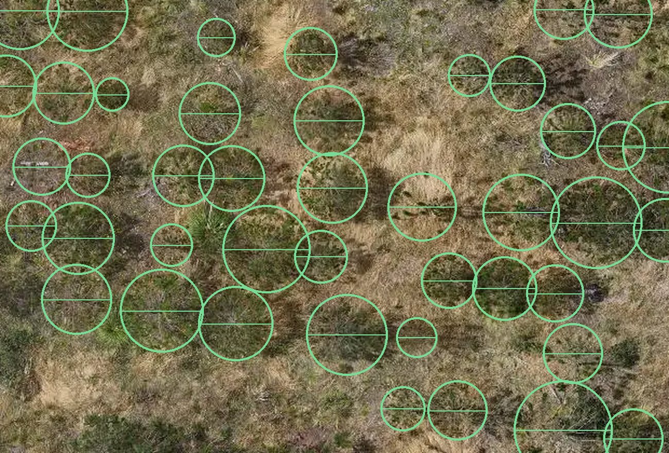 Detalle del ortomosaico con individuos detectados y su diámetro de copa medido
