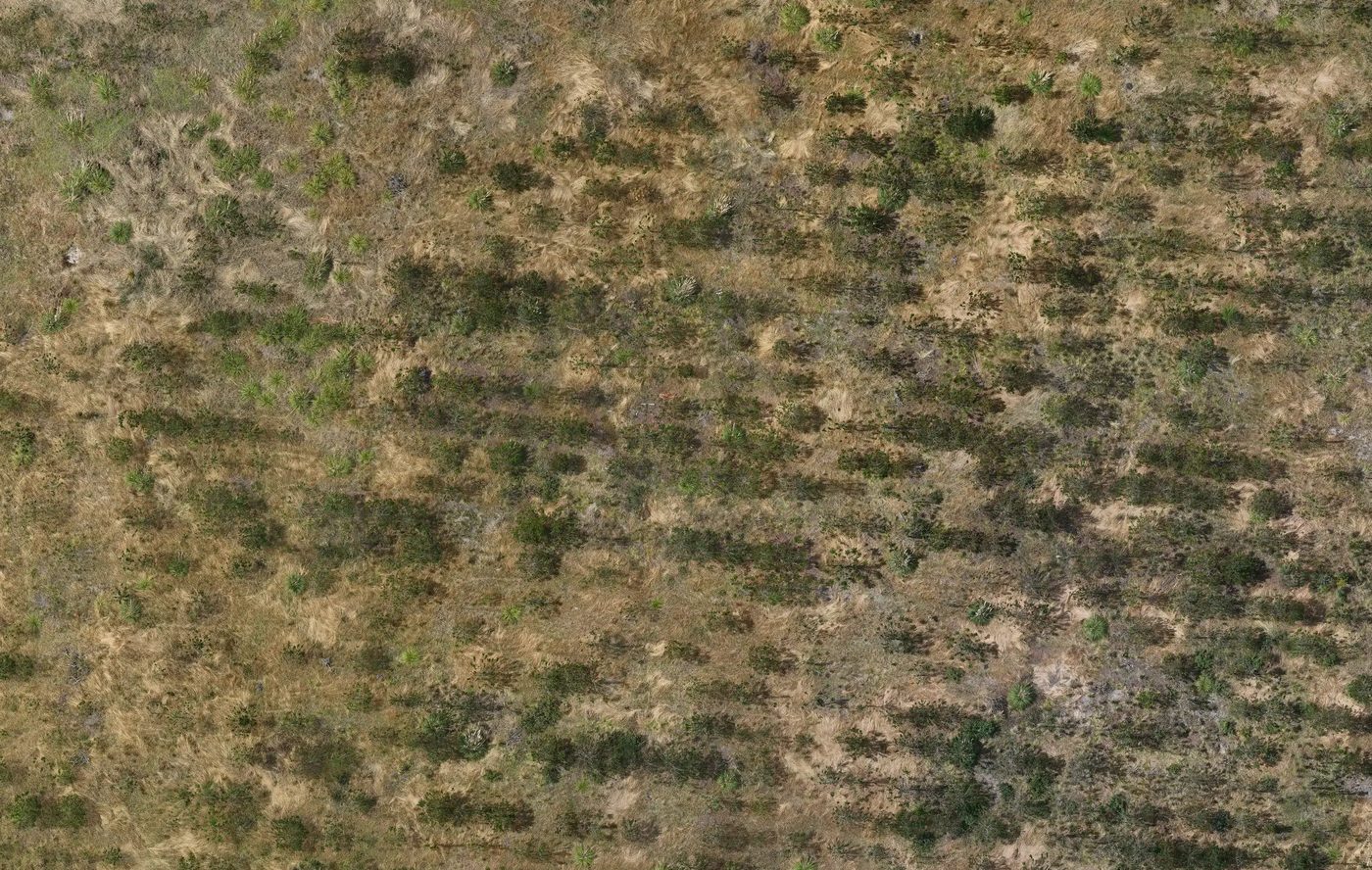 Ortomosaico georreferenciado de una plantación forestal joven levantado con dron